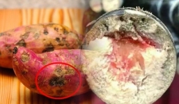 Trong nhà có 6 thực phẩm này thì vứt nhanh còn kịp, ăn chúng mới khiến bạn phải hối hận