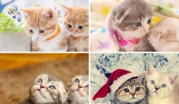 Muốn biết địa vị xã hội của bạn sau 5 năm nữa, chọn cặp mèo con có quan hệ tốt nhất và xem kết quả