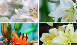 Trắc nghiệm: Bông hoa yêu thích nhất hé lộ tin vui bạn sắp đón nhận trong tương lai