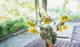 Cổ nhân dặn trong nhà có 3 điều này chẳng khác nào xua thần Tài, hút tà khí