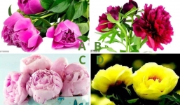Trắc nghiệm: Chọn bông hoa yêu thích nhất để biết chồng bạn sẽ cho vợ cuộc sống như thế nào trong tương lai
