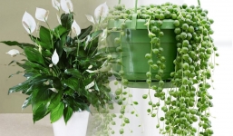 5 loại cây cảnh quen thuộc, tuyệt đẹp nhưng cần tránh xa tầm tay trẻ em