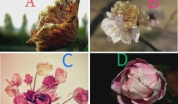 Trắc nghiệm tâm lý: Chọn bông hoa sắp tàn để biết bao lâu nữa bạn thoát nghèo