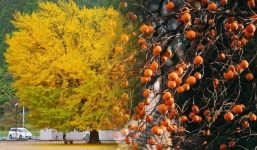 Trồng 3 cây ăn quả này trước cổng giúp nghênh tài lộc, đón phú quý, con cháu phúc trạch đầy nhà