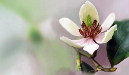 Trước khi 'tài lộc' ập đến, trong nhà sẽ xuất hiện 4 điềm báo này