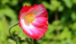 Mùa thu 2023: 3 tuổi này thừa thắng xông lên, vận thế như chẻ tre, tài lộc song hành