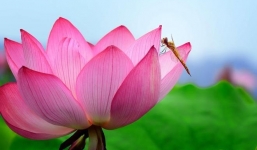 Sau Lễ 2/9: 3 tuổi này đổi vận, cứ kiên định, chăm chỉ, khiêm tốn thì nhất định hái ra tiền