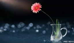 Sau ngày 7/9: 3 tuổi này được cát tinh soi chiếu, may mắn liên tục, tiền rơi như mưa, nhưng đừng khoa trương, bảo thủ