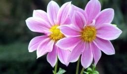 Tháng 8 Âm lịch: 3 tuổi này 'có hẹn' với Thần Tài, giữ vững ý chí và tinh thần thì mã đáo thành công