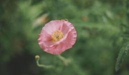 Từ ngày 8/9: 3 tuổi này kiên trì, siêng năng lại được Phật bà nâng đỡ, chẳng mấy 'cưỡi sóng của cải'