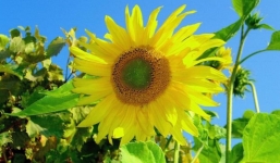 Tuần từ 11-17/9: 3 con giáp này đếm tiền 'mềm tay', nhưng phải chăm chỉ, nỗ lực chứ đừng 'há miệng chờ sung'