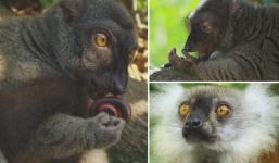 Loài vật là 'dân chơi' đẳng cấp nhất hành tinh, nhai cuốn chiếu để tăng hưng phấn