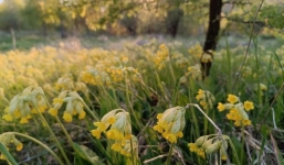 Sau 10 ngày nữa: 3 con giáp này phong độ hừng hực, cơ hội trong tay, 'đạp trúng hố vàng'