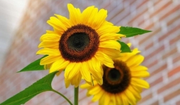 Từ ngày 25/9: 3 tuổi này bản lĩnh, xây xẩm mặt mày nhưng chuyển vận thành công, chuẩn bị đếm tiền mềm tay