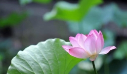 Từ 28/9-25/10: 3 con giáp thoát khỏi vận xui, liên tiếp gặp vui, tài lộc hanh thông