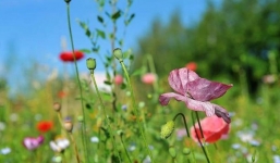 Đúng dịp Trung thu: 3 con giáp phản công, đạp gió rẽ sóng, hái lộc dồi dào