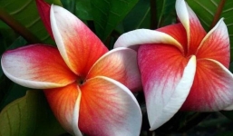 Từ 1/10-11/11: 3 tuổi này mà quyết tâm, khiêm nhường thì tiền vào như thác lũ, đắp đập không kịp