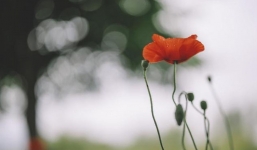 Từ ngày 1-15/10: 3 con giáp này khổ tận cam lai, chiêu tài hút lộc, vận mệnh thăng hoa