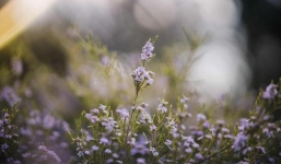 Từ 3-15/10: 3 con giáp khổ tận cam lai, lộc rơi trúng đầu, tiền tài tự tìm đến cửa