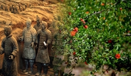 Cây lựu cách lăng Tần Thủy Hoàng 100 mét hé lộ bí ẩn khiến giới khoa học sửng sốt