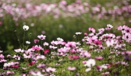 Từ ngày 5-18/10: 3 con giáp này như hổ thêm cánh, tài năng 'bung lụa', tiền tiêu không phải nghĩ