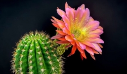 6 loại cây cảnh vi trùng sợ nhất, trồng trong nhà bớt lo ốm vặt