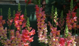  Tháng 9 Âm lịch: 3 con giáp được may mắn đeo bám, biết nỗ lực thì sẽ 'đạp trúng hố vàng'