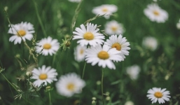 Từ ngày 7/10: 3 con giáp này mà khiêm nhường, thận trọng thì tài lộc chảy vào túi không ngừng