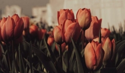 Sau ngày 10/10: 3 con giáp này ‘thoát kén’, sự nghiệp như buồm căng gió, chớ thấy vậy mà chủ quan, bốc đồng 