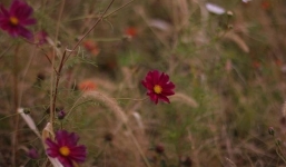 15 ngày tới: 3 con giáp vượng quý nhân, khiêm tốn và biết ơn thì nhất định đếm tiền mềm tay