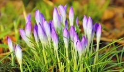 Từ 22-31/10: 3 con giáp này bước vào thời vàng son, tích cực và quyết tâm thì tiền vào như nước