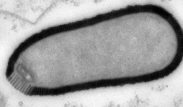 CẢNH BÁO: Nguy cơ virus 'thây ma' dưới lớp băng vĩnh cửu 50.000 năm hồi sinh, đe dọa nhân loại