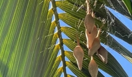 Người phụ nữ 'hóa đá' sau khi phát hiện sự thật trong 6 chiếc túi bí ẩn xuất hiện trên cây cọ sau nhà