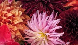 Từ 22/10: 3 con giáp này chuyển vận, khổ tận cam lai, chuẩn bị đón 'cơn mưa' lộc lá