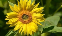 Từ 25/10-16/11: Được quý nhân che chở, 3 con giáp này đón tin mừng liên tục, của cải tràn trề đáng ao ước