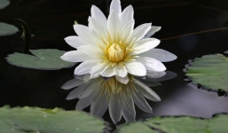 Năm 2024: 3 con giáp này ăn lộc tổ tiên, tài vận cực vượng, tỷ lệ thành công tăng cao