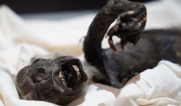 Giải mã bí ẩn 'nàng tiên cá Fiji' với thân khỉ, đuôi cá, tay bò sát từng khiến nhân loại rợn người