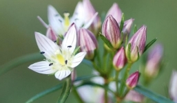 Sau ngày 8/11: 3 con giáp thoát khỏi vận rủi, tài vận bừng sáng, kiếm tiền thế như chẻ tre