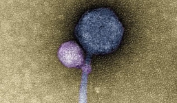 'Virus ma cà rồng' đầu tiên được phát hiện trong tự nhiên ở Mỹ