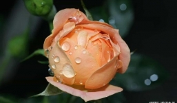 Sao tài lộc tỏa sáng rực rỡ, 3 con giáp này vận may ập tới, đếm tiền mềm tay từ 24/11 đến 12/12