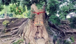 Loại gỗ quý hơn vàng, cây giống lại rẻ bèo nhưng tại sao không ai muốn trồng?