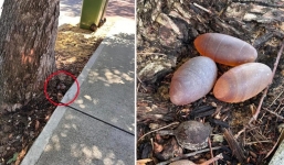 Phát hiện 3 vật thể lạ hình trứng, màu hồng trước sân nhà, người phụ nữ tá hỏa khi biết sự thật