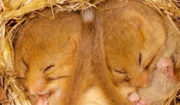  Loài vật được mệnh danh 'thần ngủ', mỗi năm dành hẳn 9 tháng 'ngủ say như chết'