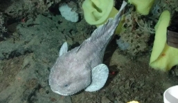  Loài cá bị 'body shaming' nhất thế giới, ở dưới nước thì đại lãn, lên cạn xấu ma chê quỷ hờn