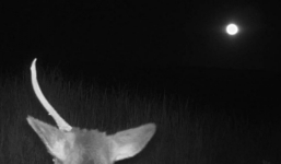 Giật bắn mình thấy 'kỳ lân' ngoài đời thực đang lảng vảng kiếm ăn dưới ánh trăng