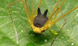 'Xịt keo' khi phát hiện sinh vật lạ có chân nhện, mình chó, tai thỏ ẩn mình giữa rừng