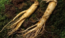 Đào được 'củ nhân sâm' trong trường, nữ sinh tò mò nếm thử và cái kết 'hú hồn'