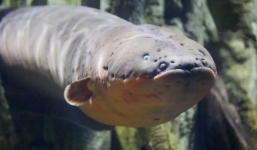 Chuyên gia đứng hình khi phát hiện sinh vật biết làm 'điện di', truyền DNA vào những loài ở gần