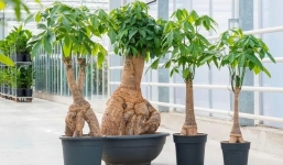 Đặt 4 thứ trước cửa nhà, người nghèo có thể trở nên giàu, người giàu có thể  giàu hơn