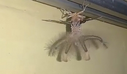 Ngước lên trần nhà, người đàn ông 'đứng hình' vì sinh vật có cánh giống người ngoài hành tinh đang bò lổm ngổm